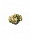 Tropical flowers in ceramic bowl