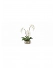 Three-stem white phalaenopsis in a clear...